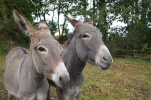 Two donkeys standing next to each other