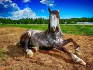 White and brown horse lying down