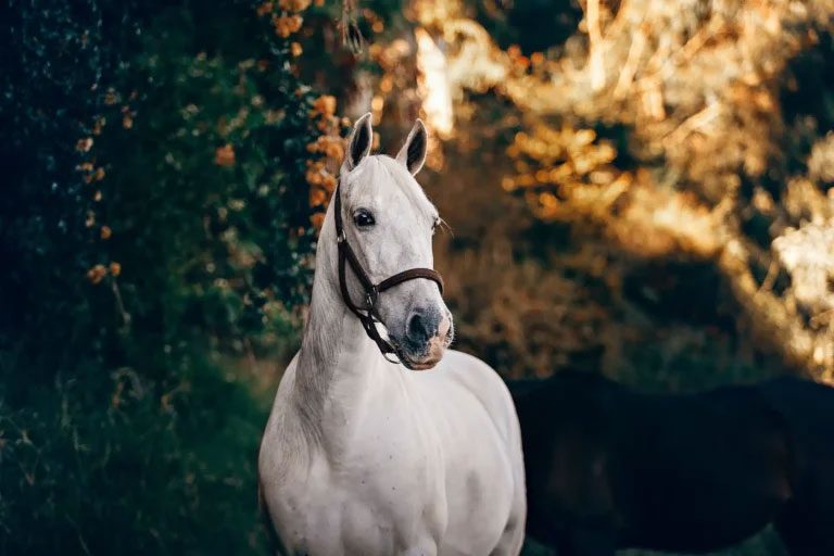 White Horse Standing Beneath Trees