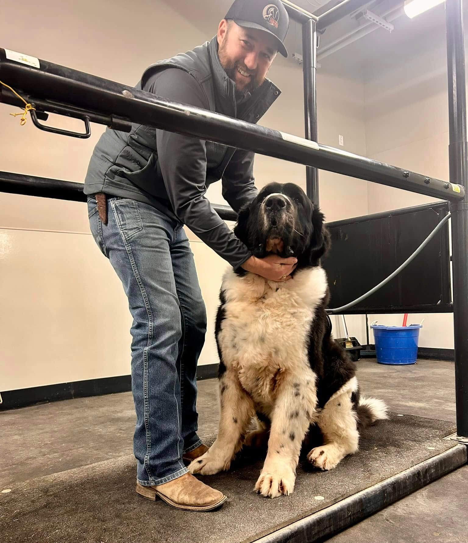Male Vet With Large St Bernard Dog