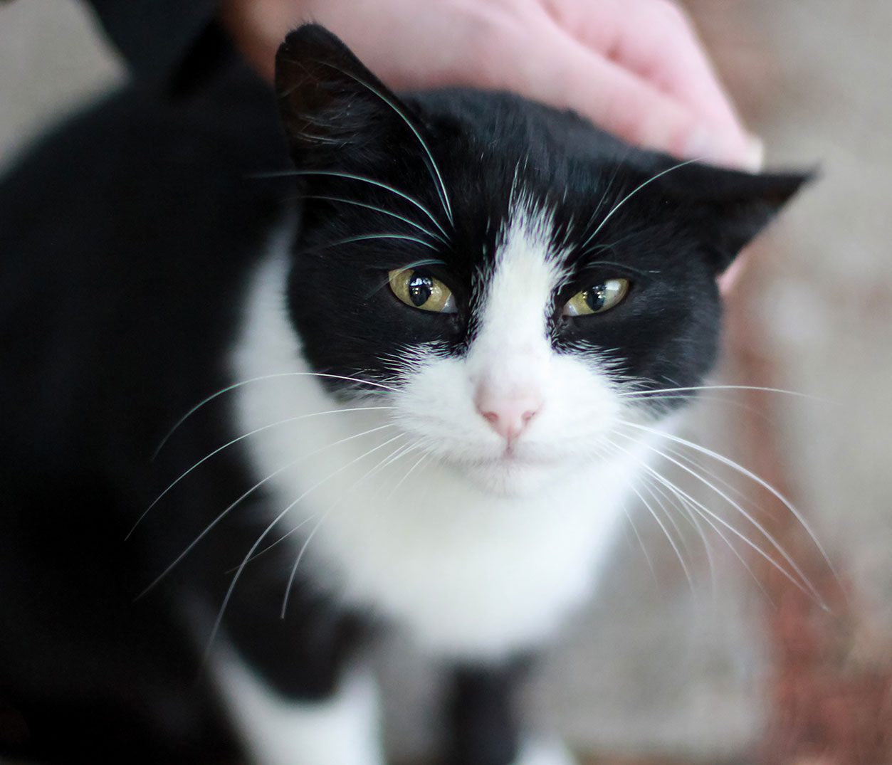 Man Petting Black And White Cat