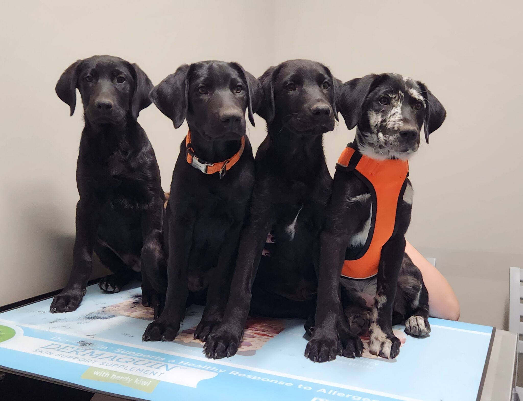 Website Wellness Vaccination Photo litter of puppies sitting on examination table