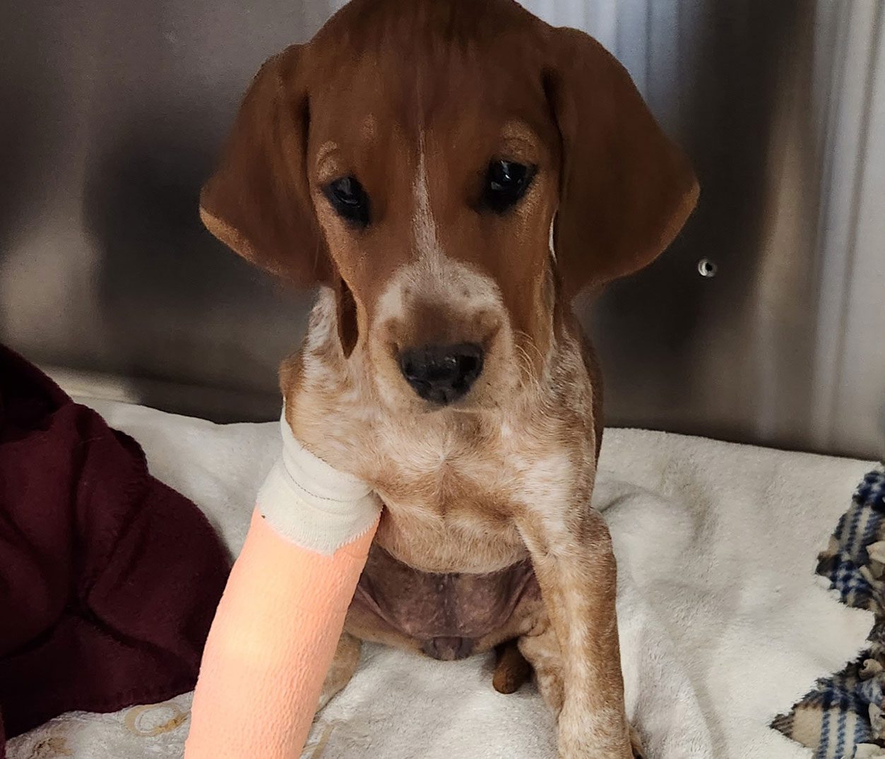 Broken Leg (puppy) Beagle puppy wearing a cast