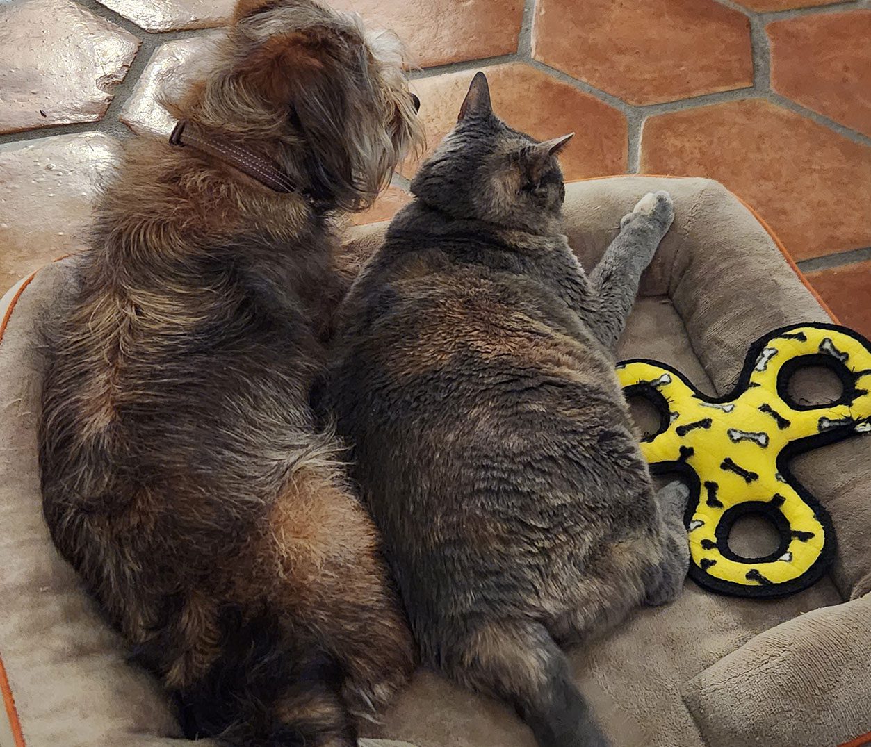 Cat And Dog Laying In Bed