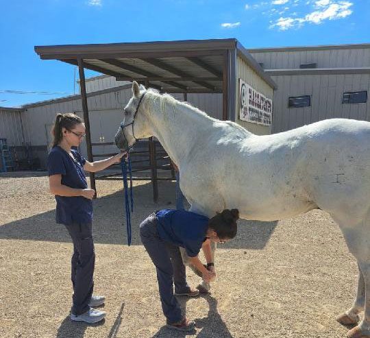 Doctor Lovell Examining Horse