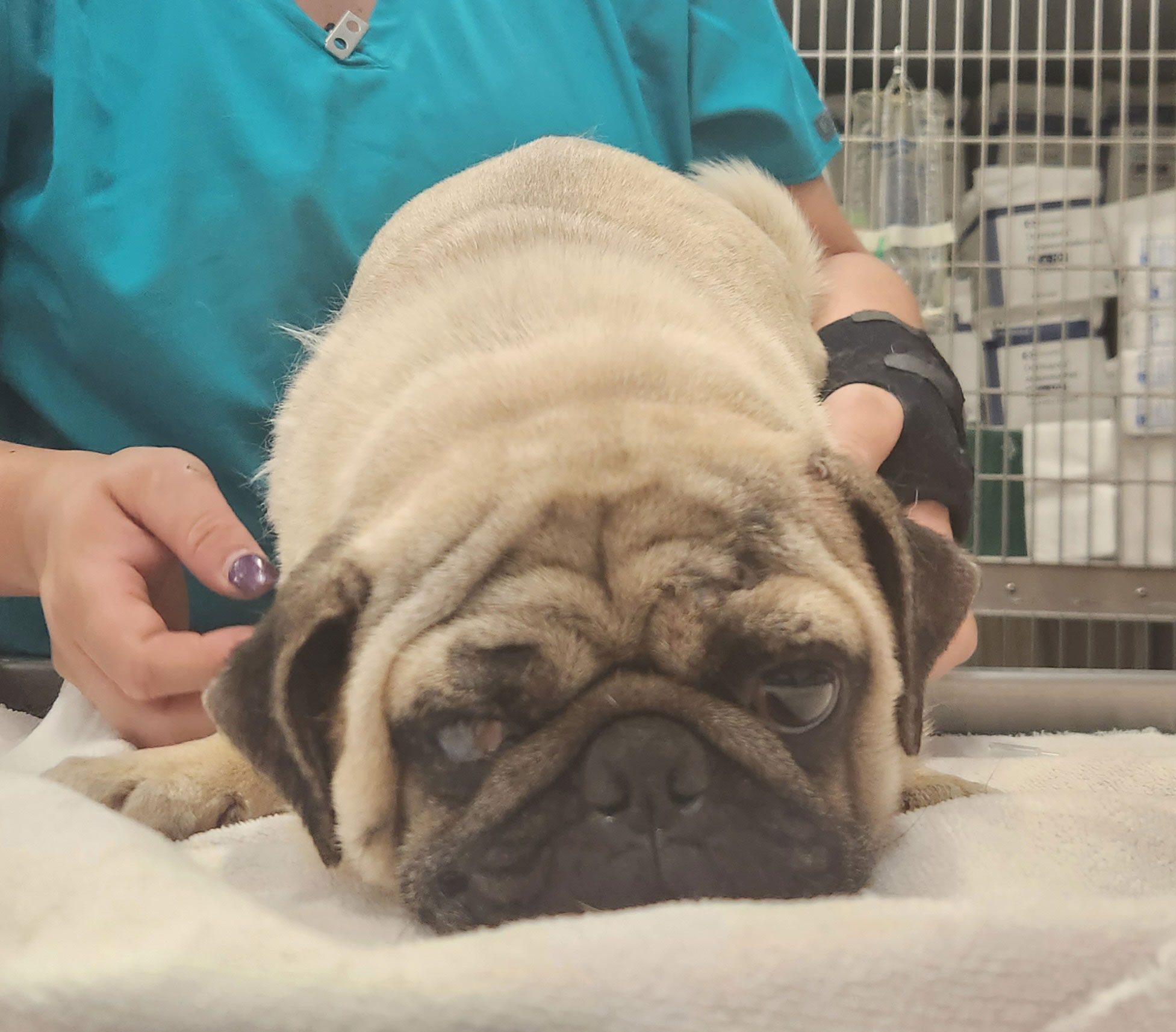 Pug On Veterinary Exam Table