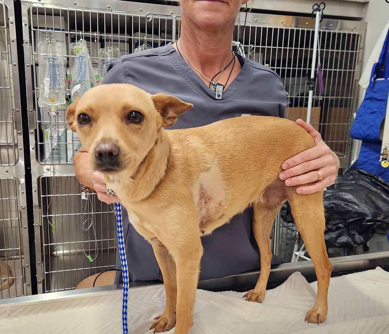 Small Dog With Injury On Its Side