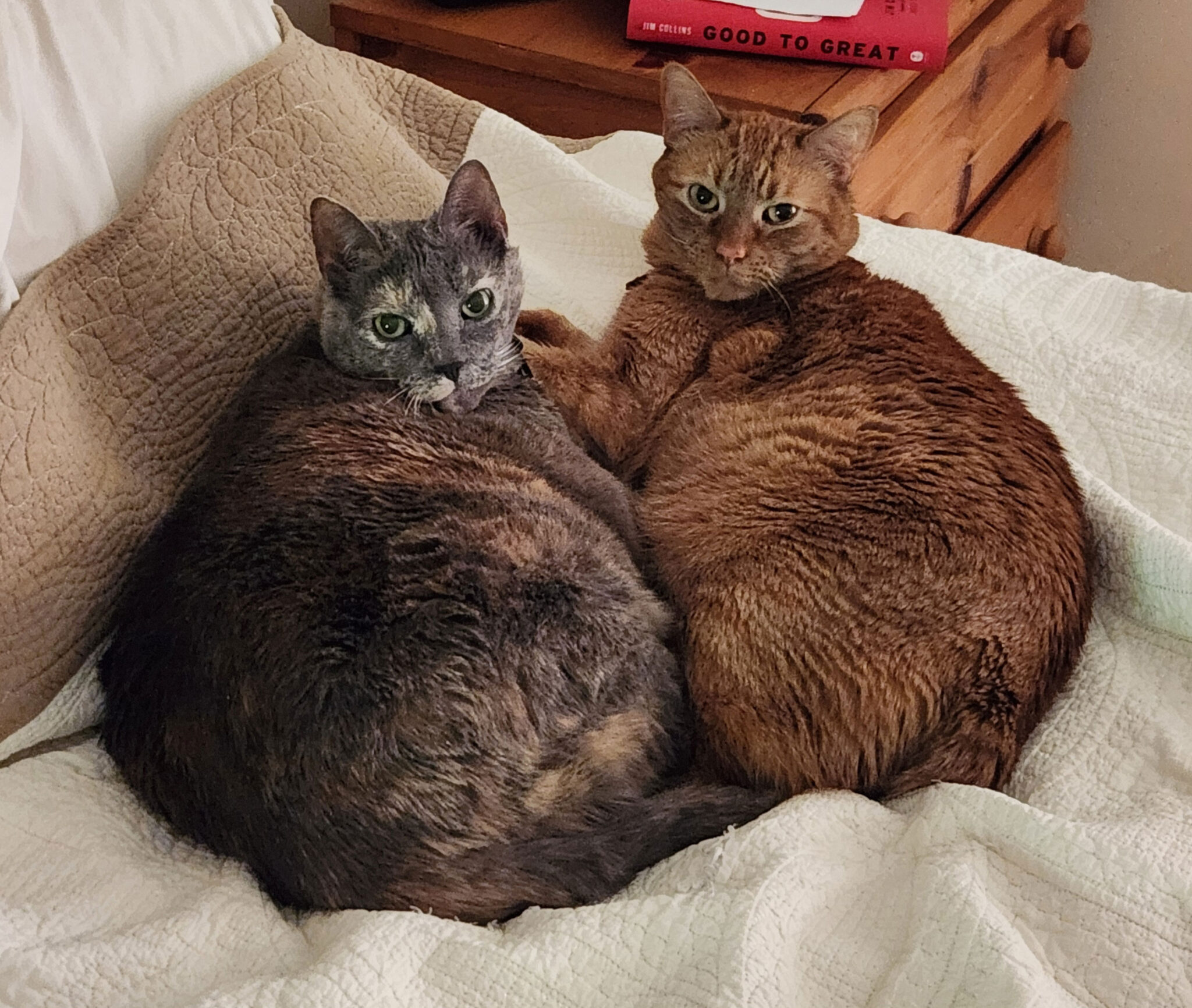 Two Cats Cuddling On Blanket Two Cats Cuddling On Blanket