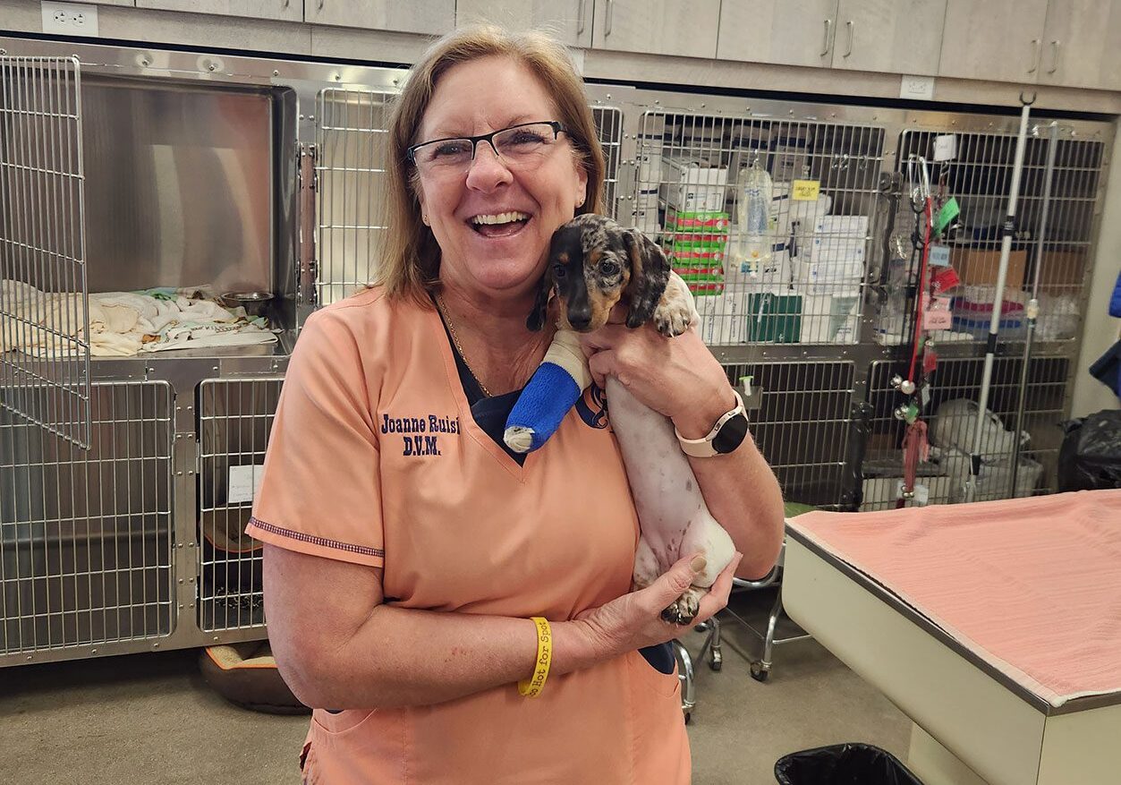 Female Veterinarian Holding Puppy With Cast On Its Leg