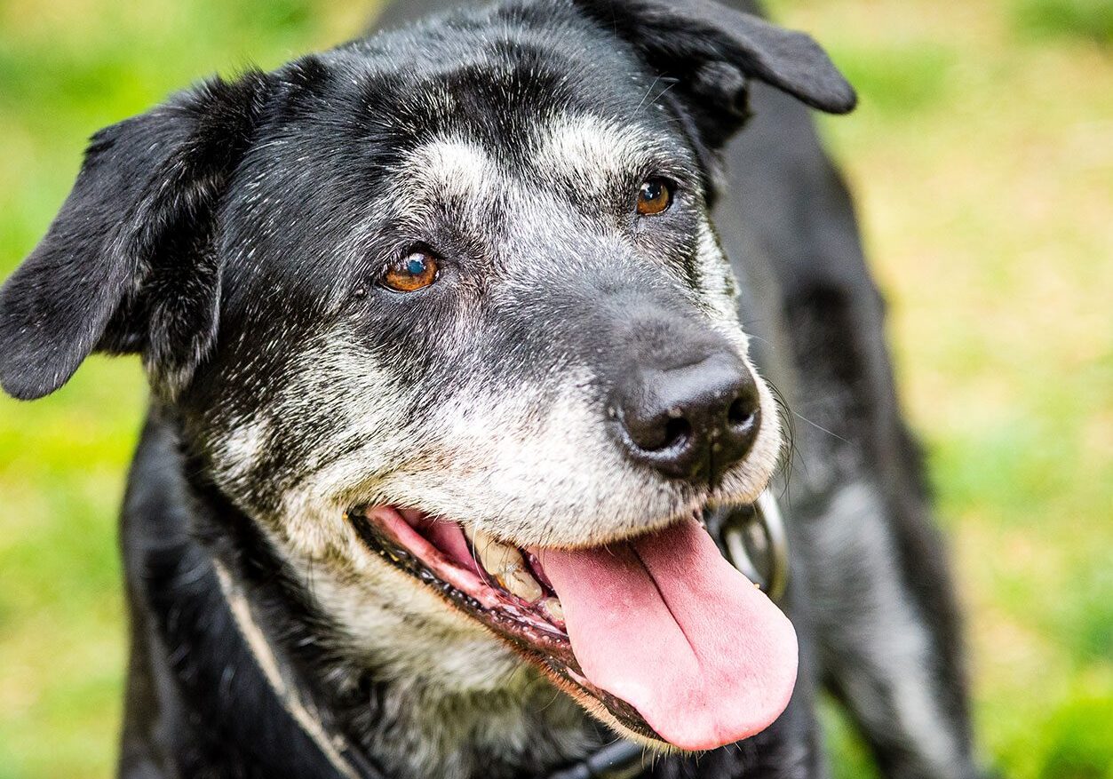 Happy Senior Dog Outside