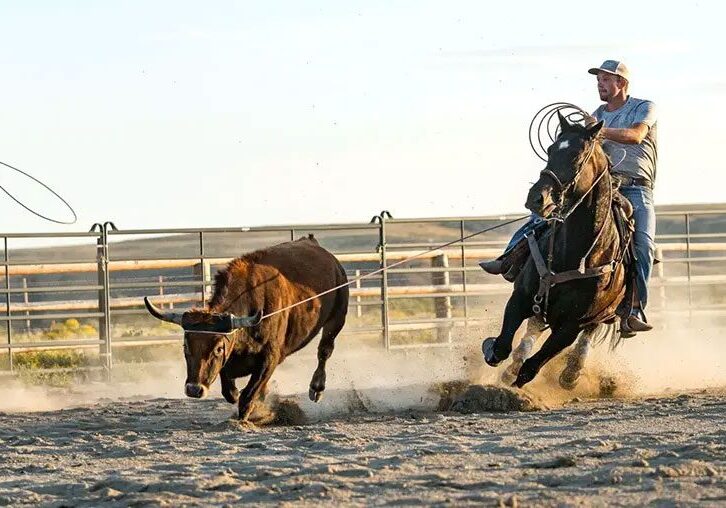 Man On Horseback Lassoing A Bull