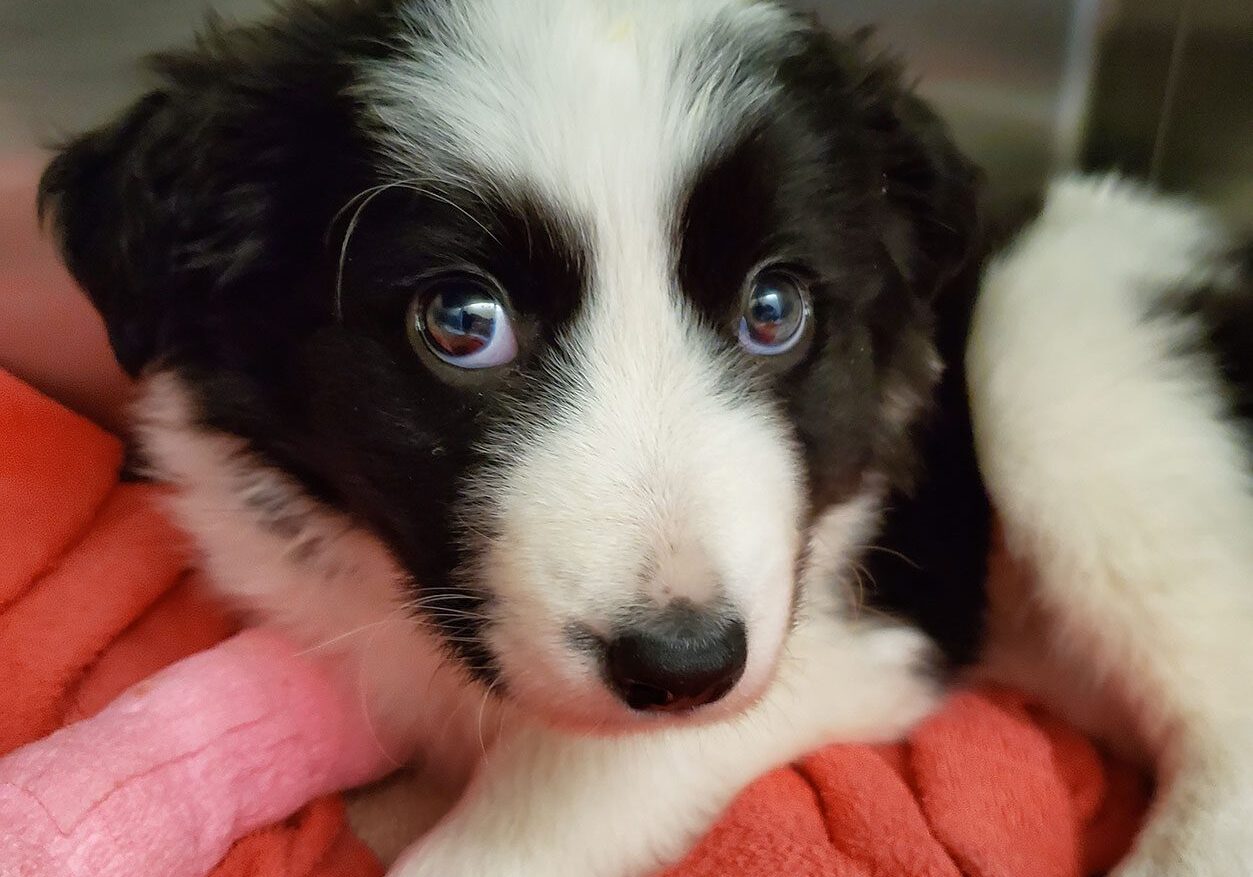 Puppy W Pink Cast