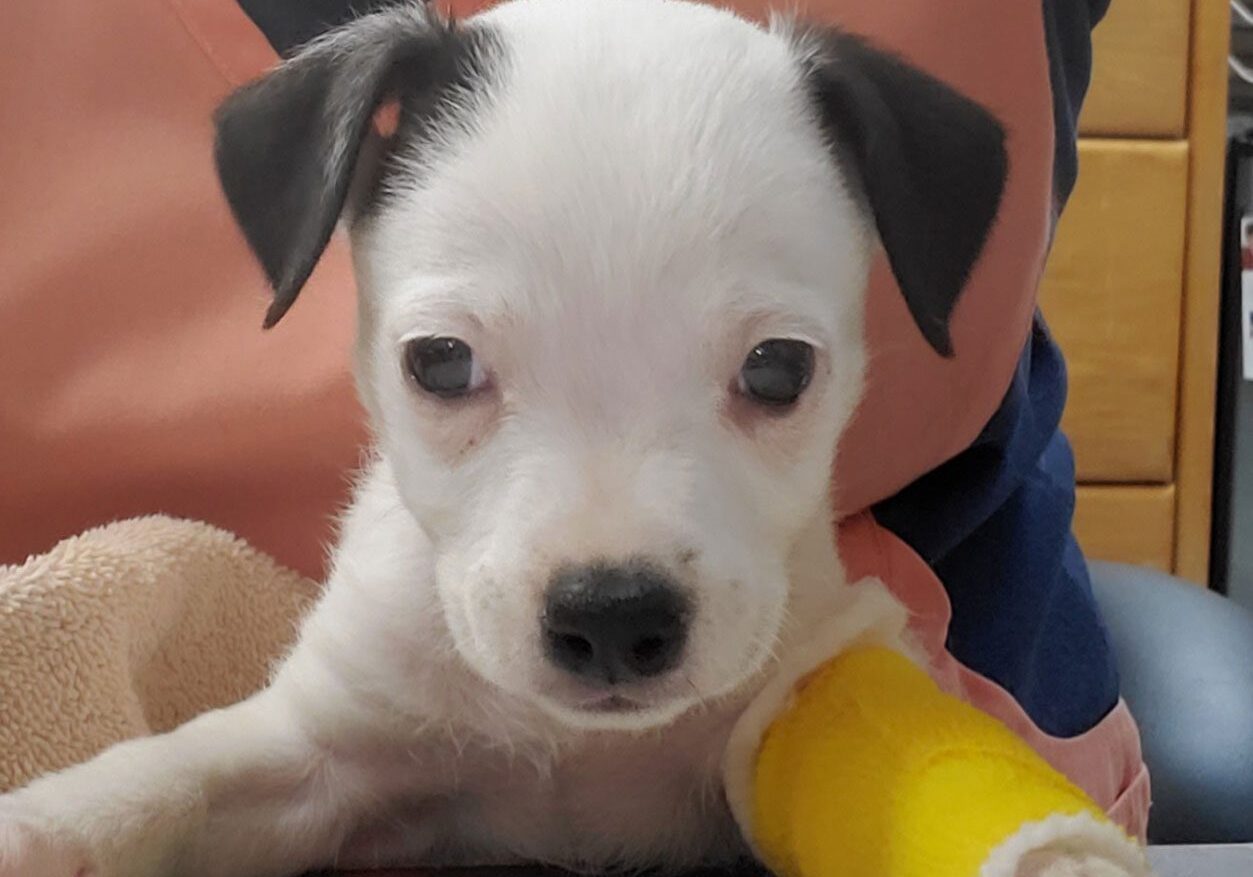 Puppy W Yellow Cast Puppy W Yellow Cast