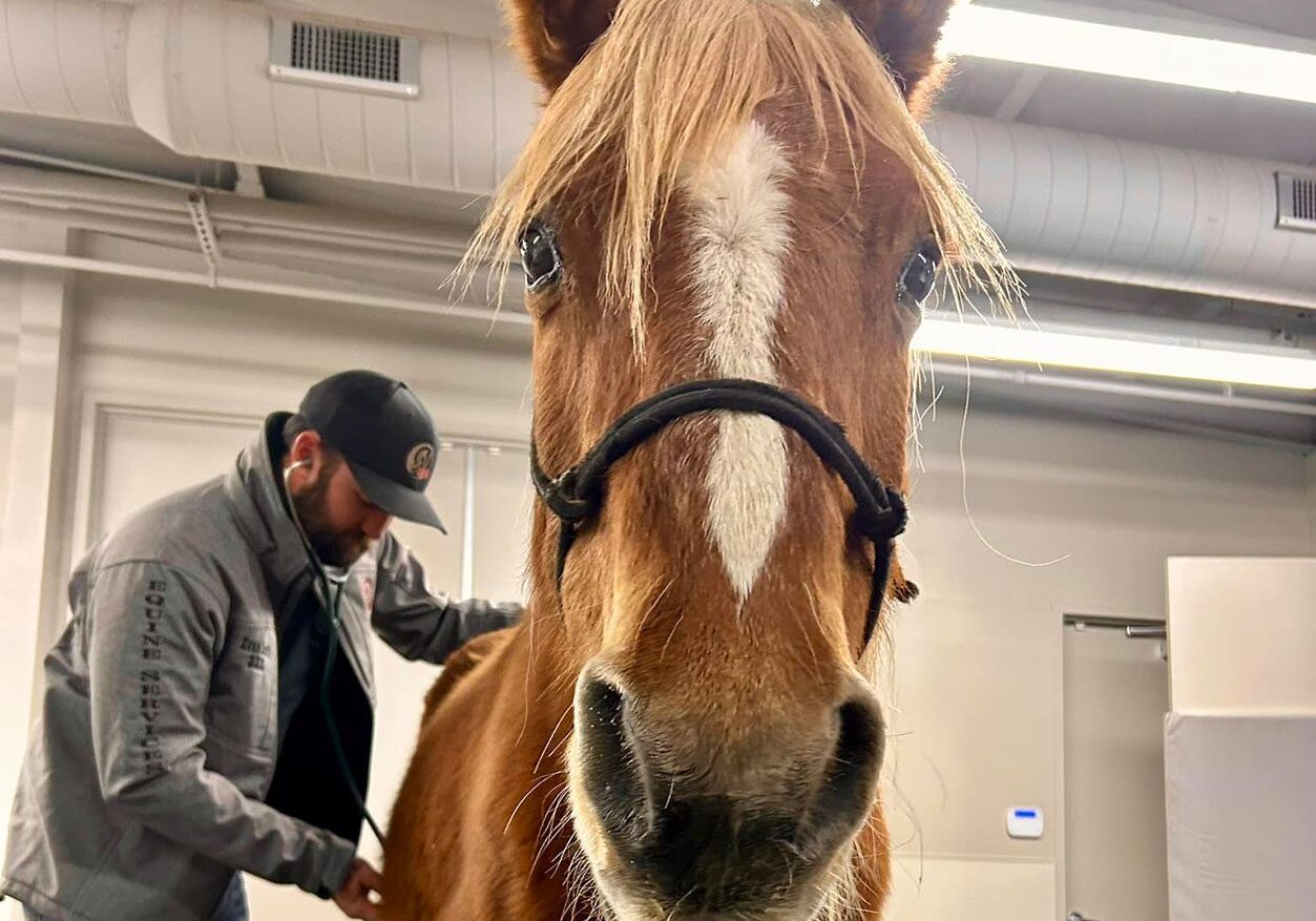 Veterinarian Examining Brown Horse Veterinarian Examining Brown Horse