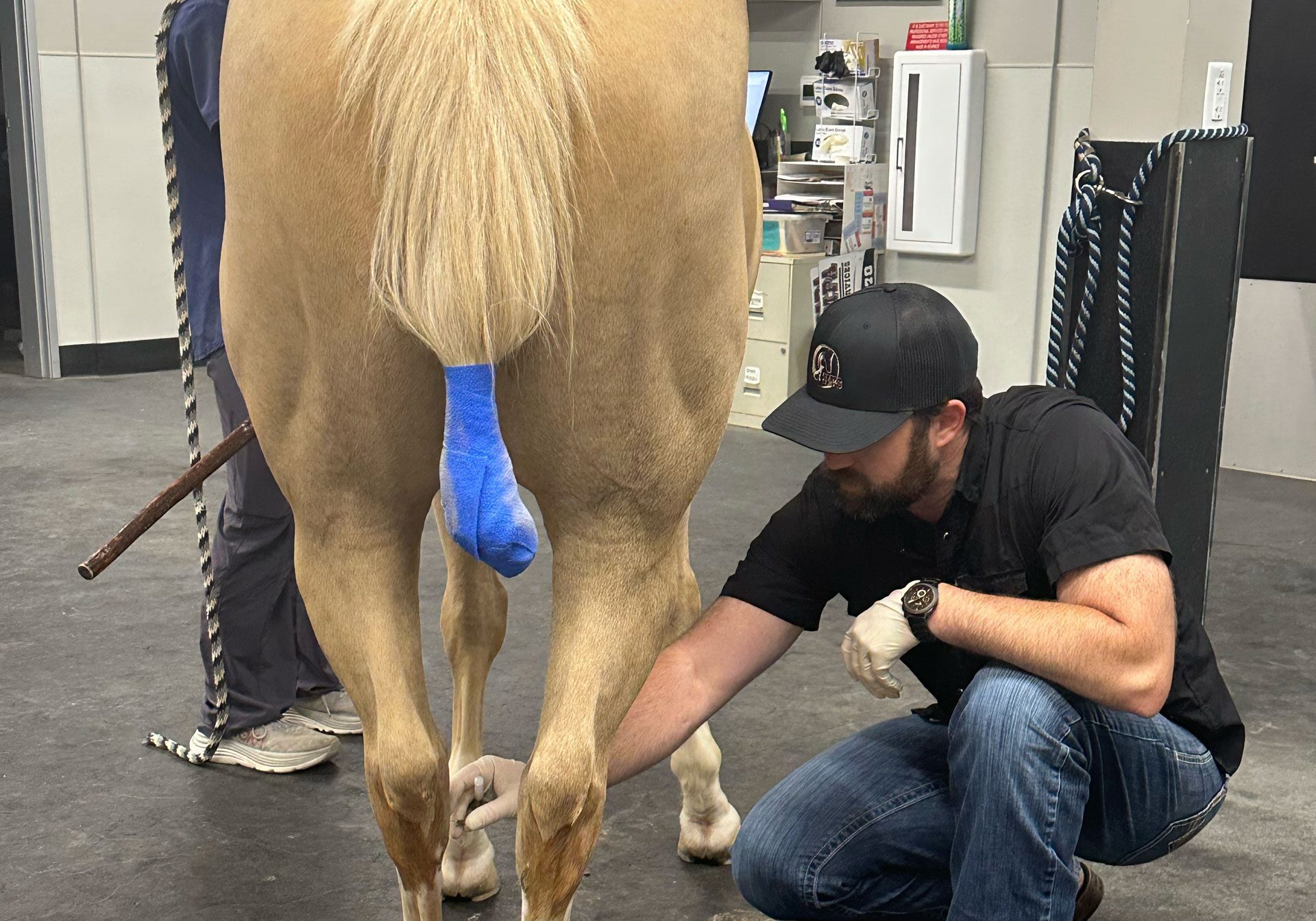 Veterinarians Examining Horse