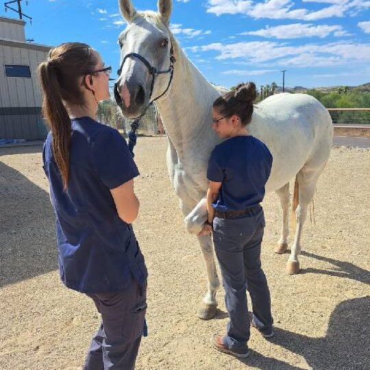 Veterinarians Examining Horse