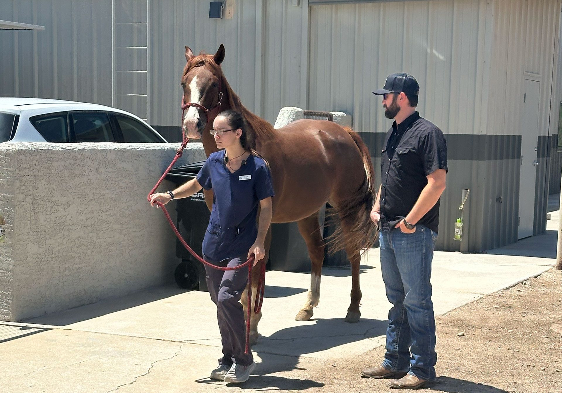 Veterinarians Leading Horse